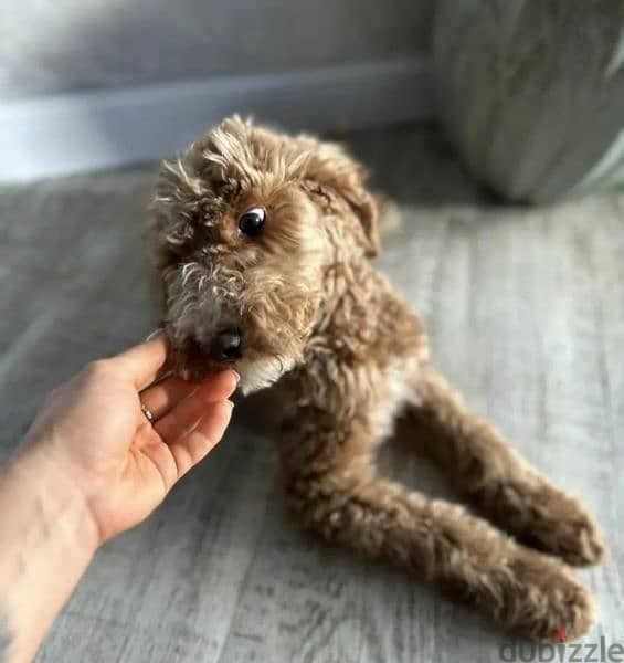 Labradoodle From Russia Males and Females 5