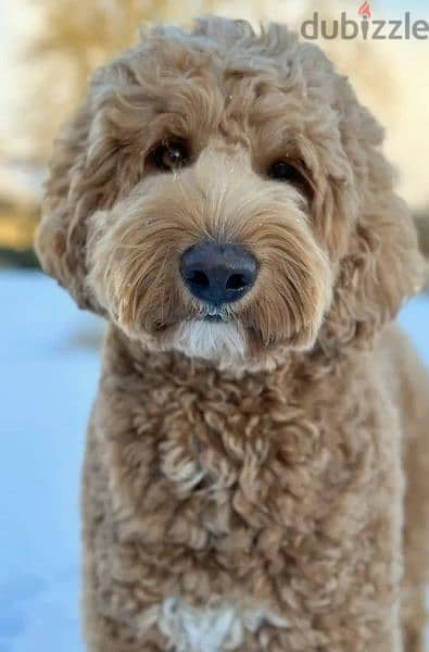 Labradoodle From Russia Males and Females 7