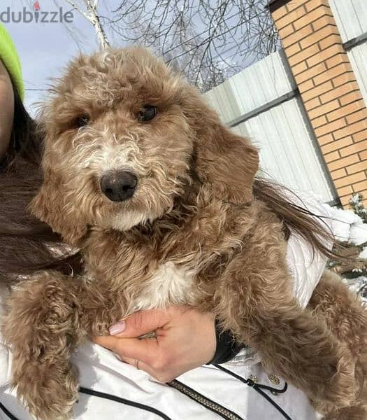 Labradoodle From Russia Males and Females 11
