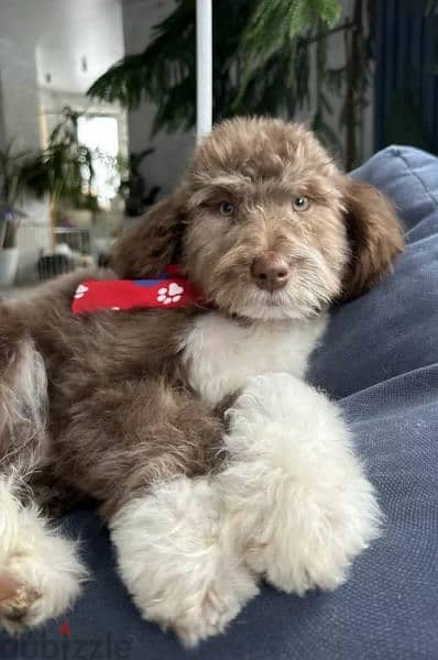 Labradoodle From Russia Males and Females 12