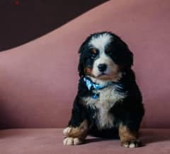 Bernese mountain dog Puppy male From Russia