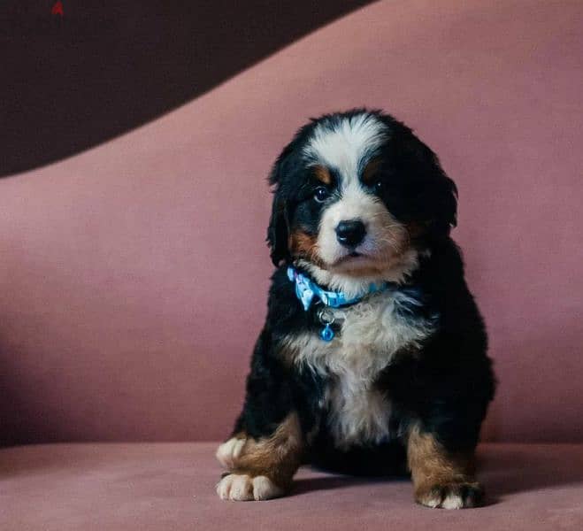 Bernese mountain dog Puppy male From Russia 0