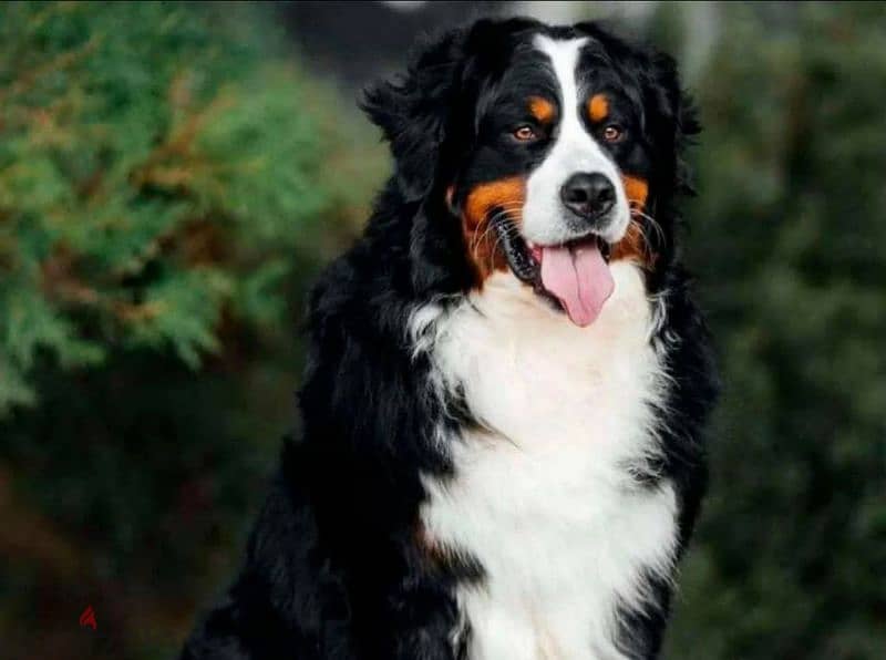 Bernese mountain dog Puppy male From Russia 2