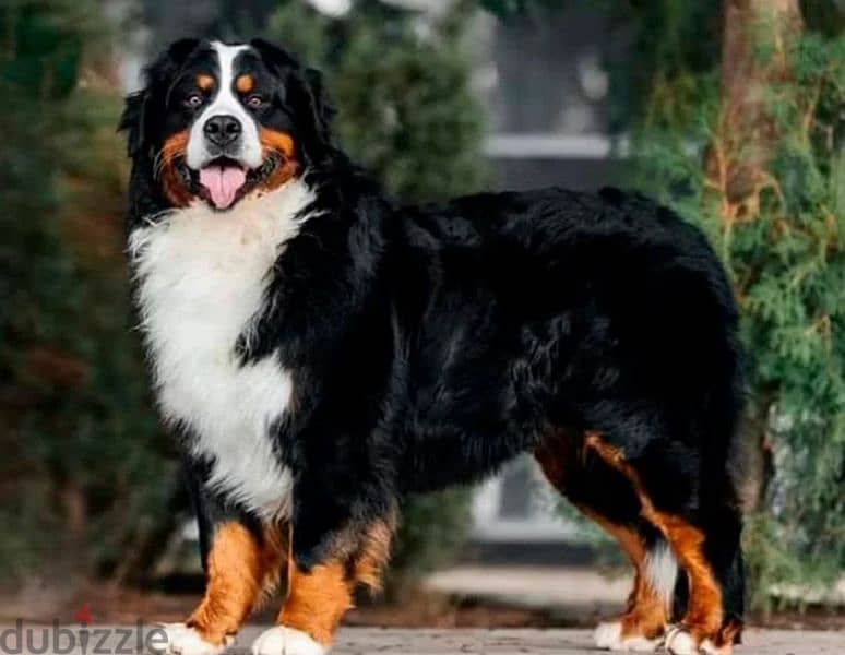 Bernese mountain dog Puppy male From Russia 4