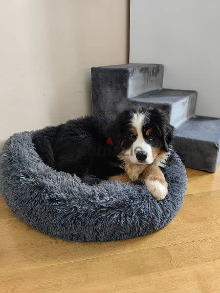 Bernese mountain dog Puppy male From Russia 5