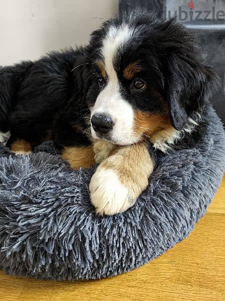 Bernese mountain dog Puppy male From Russia 6
