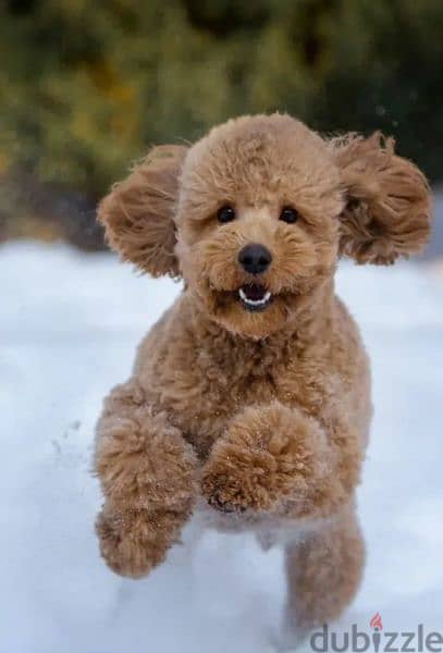 Labradoodle Males From Russia 0