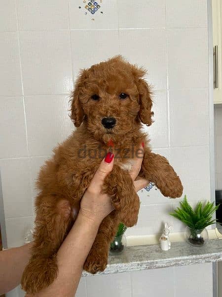 Labradoodle Males From Russia 1