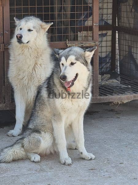 Together (Male & female alaskan malamute 2 years) 3