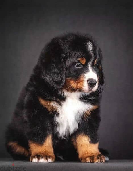 Bernese mountain dog From Russia 3