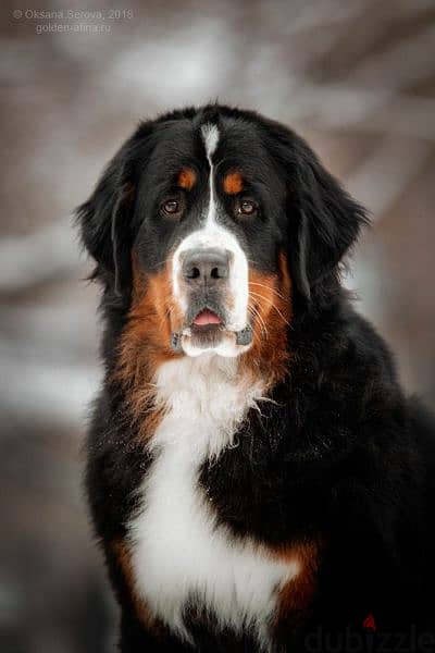Bernese mountain dog From Russia 4