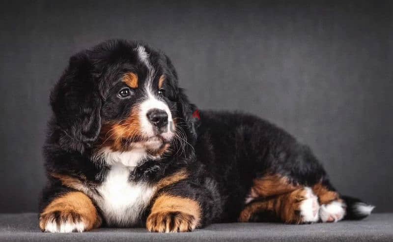 Bernese mountain dog From Russia 5