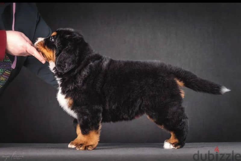 Bernese mountain dog From Russia 6