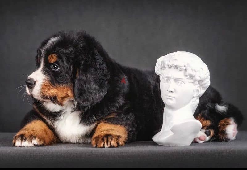 Bernese mountain dog From Russia 7