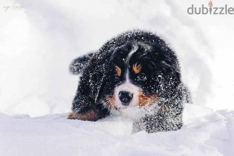 Bernese mountain dog From Russia 8
