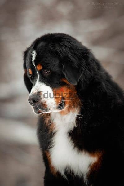 Bernese mountain dog From Russia 9