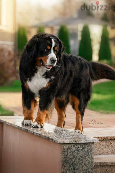 Bernese mountain dog puppies From Russia 1
