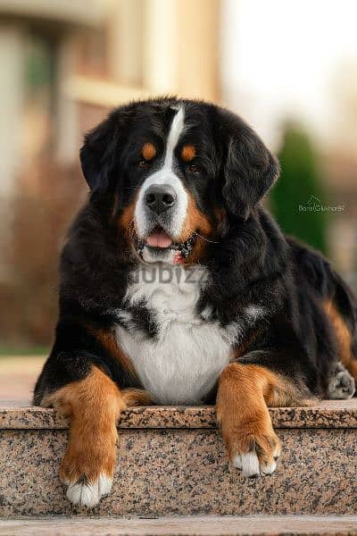 Bernese mountain dog puppies From Russia 2
