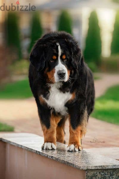 Bernese mountain dog puppies From Russia 3