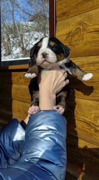 Bernese mountain dog puppies From Russia 5