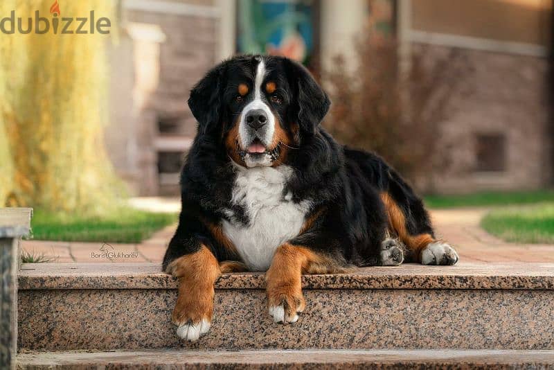 Bernese mountain dog puppies From Russia 8