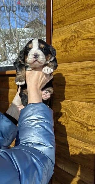 Bernese mountain dog puppies From Russia 10