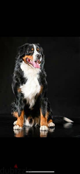 Bernese mountain dog puppies From Russia 11