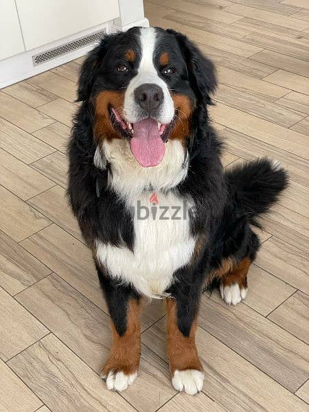 Bernese mountain dog puppies From Russia 12
