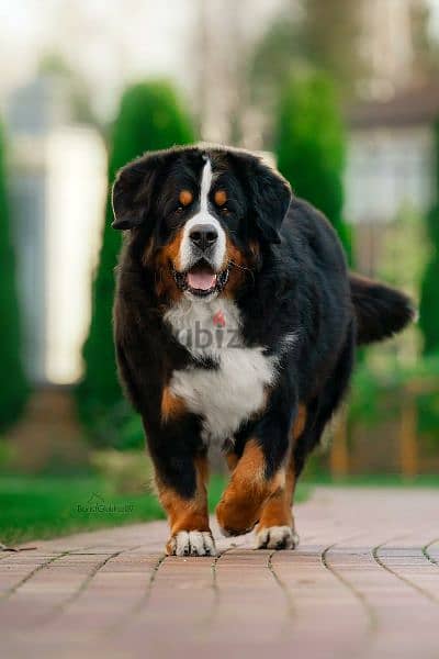 Bernese mountain dog puppies From Russia 13