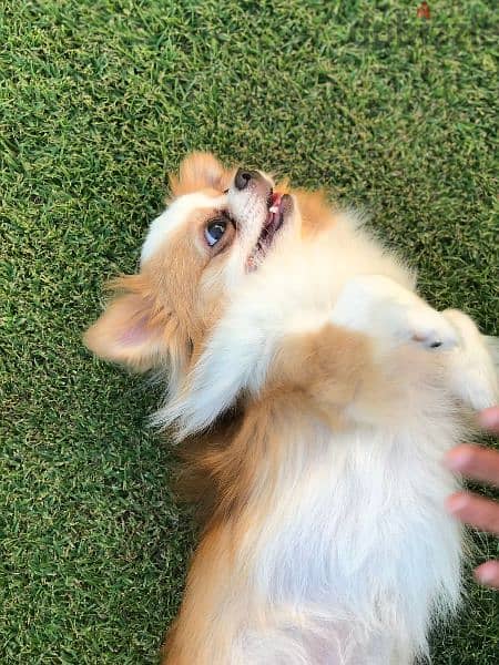 كلب شيواوا لونج هير للبيع Chihuahua dog for sale, long hair 6
