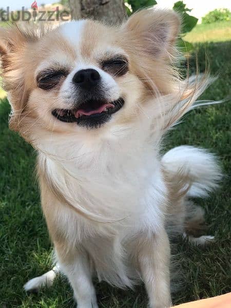 كلب شيواوا لونج هير للبيع Chihuahua dog for sale, long hair 7