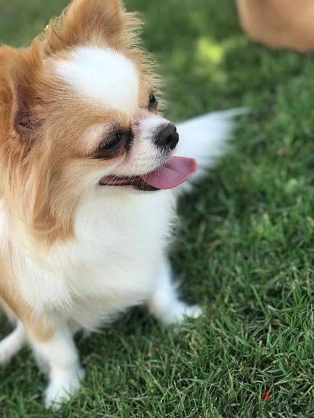 كلب شيواوا لونج هير للبيع Chihuahua dog for sale, long hair 8