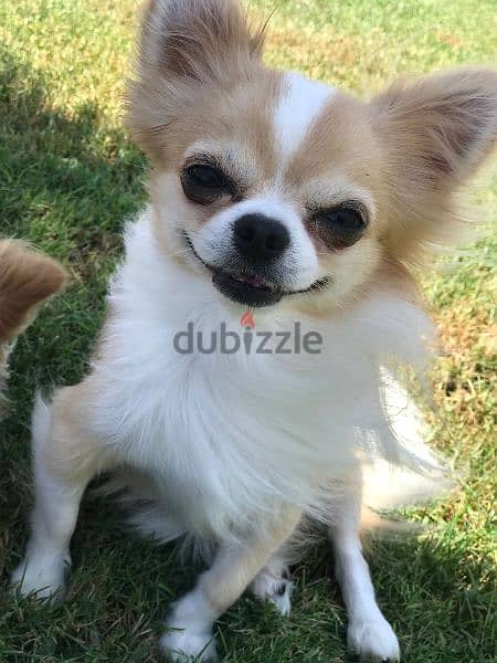 كلب شيواوا لونج هير للبيع Chihuahua dog for sale, long hair 9