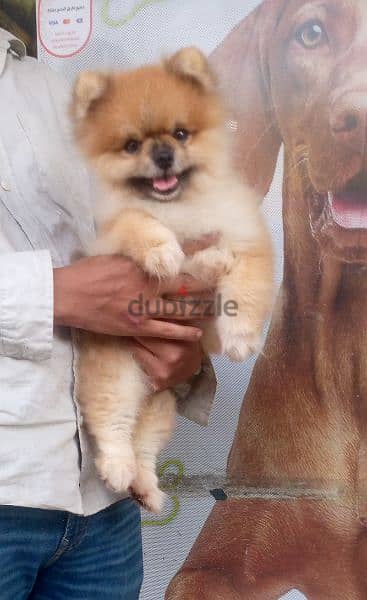 Pomeranian poo males for mating only 1