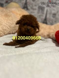 puppies available toy poodle