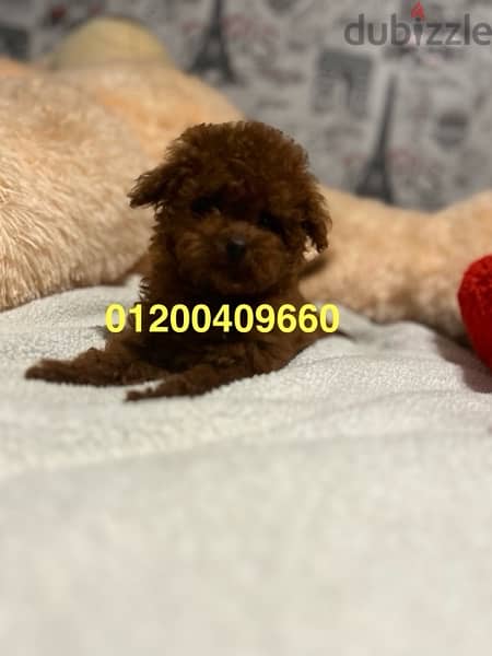 puppies available toy poodle 0