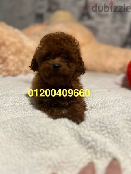 puppies available toy poodle 1