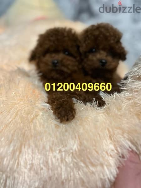 puppies available toy poodle 2