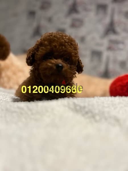puppies available toy poodle 3