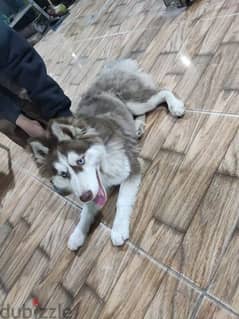 كلب هاسكي الاسكا سيبيريا مستوه عالي عيون زرقا