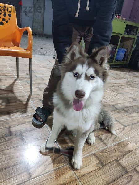 كلب هاسكي الاسكا سيبيريا مستوه عالي عيون زرقا 1