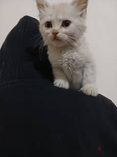 قطط شيرازي  بعمر ال٤٠ يوم للبيع 0