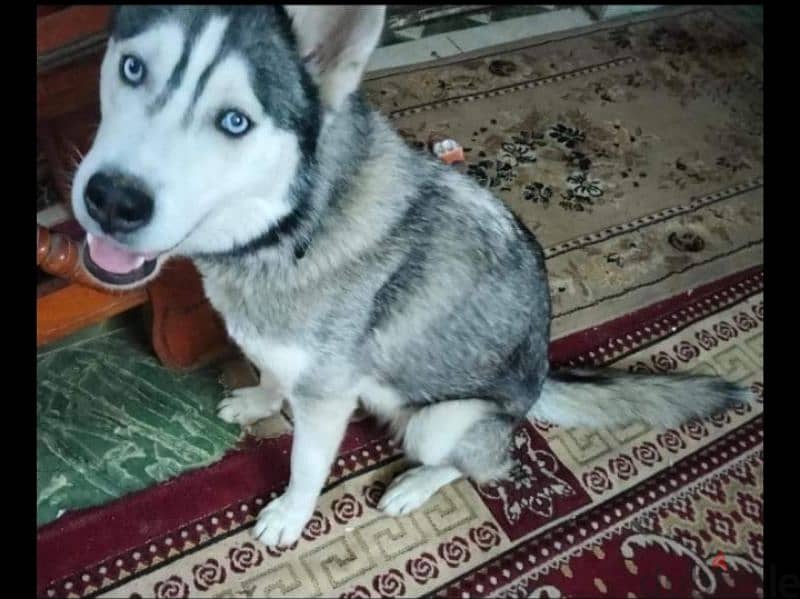 كلبة هاسكي سيبيريا بصحه فوق الجيدة الحمد لله البيع لعدم الحاجة 1