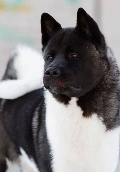 MALE AMERICAN AKITA IMPORTED SURPASSED LEVEL !! 1