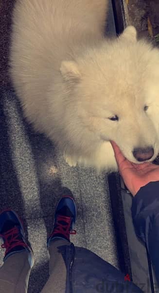 Male Samoyed 3 years for sale 0