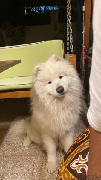 Male Samoyed 3 years for sale 1