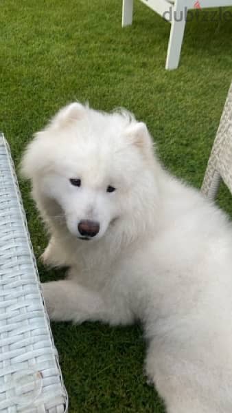 Male Samoyed 3 years for sale 2
