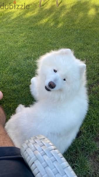 Male Samoyed 3 years for sale 3