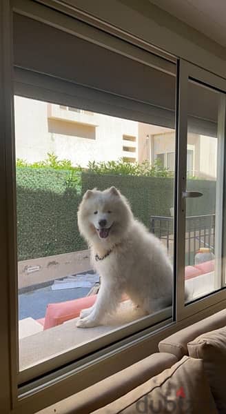 Male Samoyed 3 years for sale 4