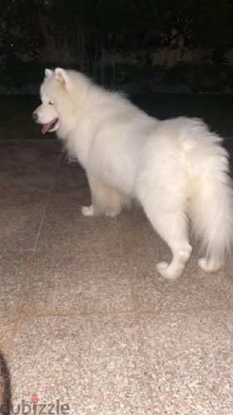 Male Samoyed 3 years for sale 5